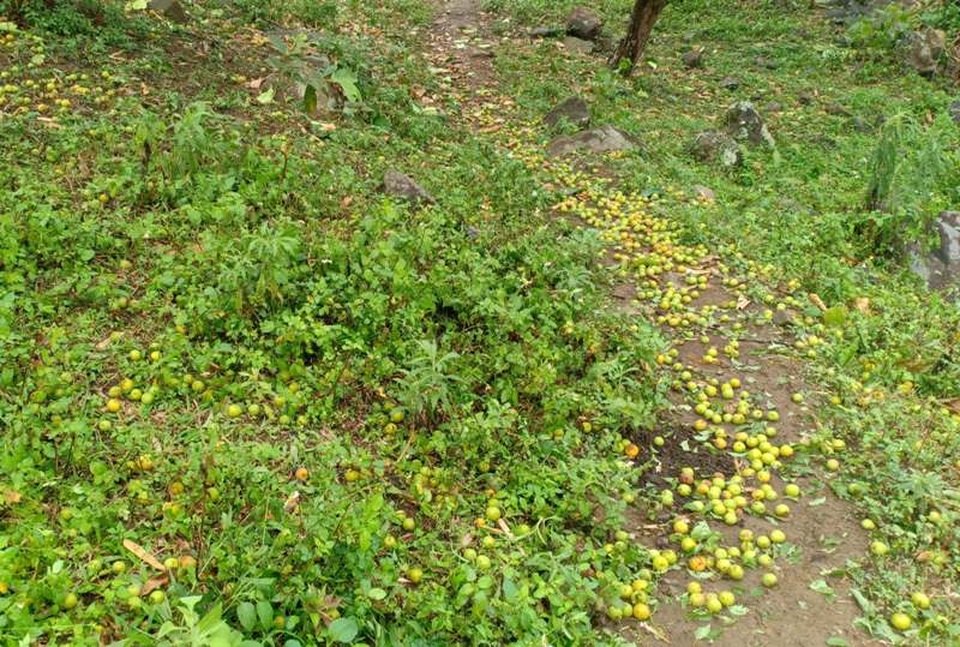 Gần 500 mái nhà dân bị mưa đá “xuyên thủng” - 4 Gần 500 mái nhà dân bị mưa đá “xuyên thủng” - 4