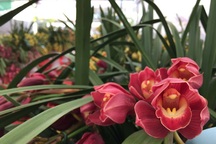 Địa lan Trung Quốc giá rẻ tràn ngập các chợ hoa Hà Nội