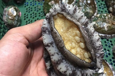 Đám cưới VIP gần 20 triệu đồng/mâm, đại gia ăn toàn tôm hùm, vi cá