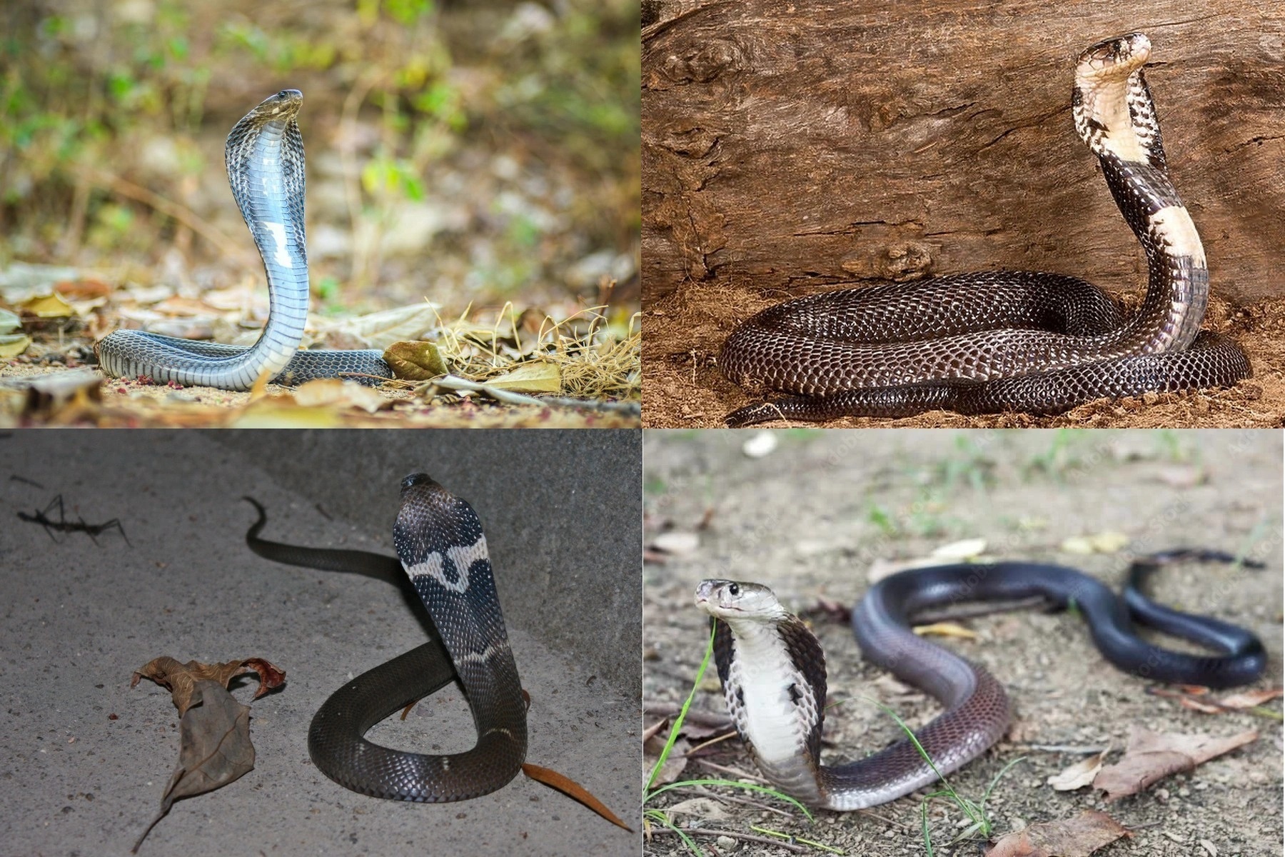ベトナムで特徴が容易に識別できる毒蛇 - 1 Những loài rắn độc có đặc điểm dễ nhận dạng tại Việt Nam - 1