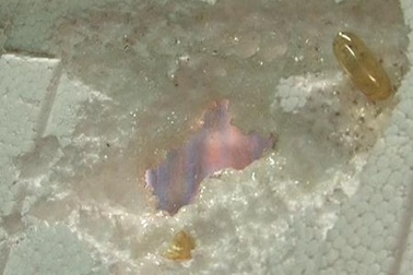 Bộ Y tế yêu cầu kiểm tra dầu cá omega-3 Trung Quốc bào mòn miếng xốp