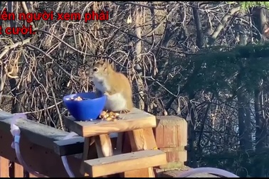 Chú sóc bị say rượu vì ăn quá nhiều trái cây lên men