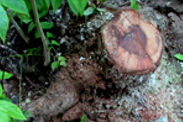 Thêm một cây sưa bị hạ sát trong đêm