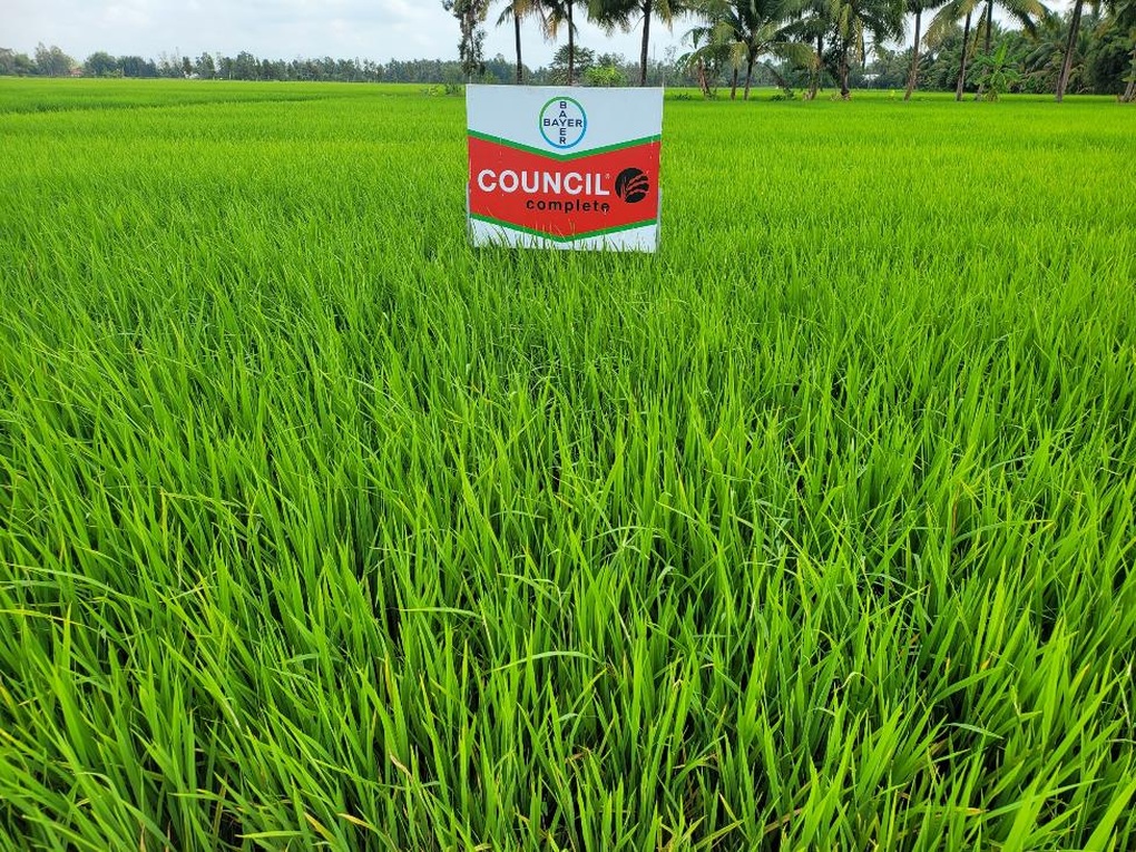 Giải pháp trừ cỏ mới giúp nhà nông quản lý cỏ hiệu quả và tối ưu chi phí - 1 Giải pháp trừ cỏ mới giúp nhà nông quản lý cỏ hiệu quả và tối ưu chi phí - 1