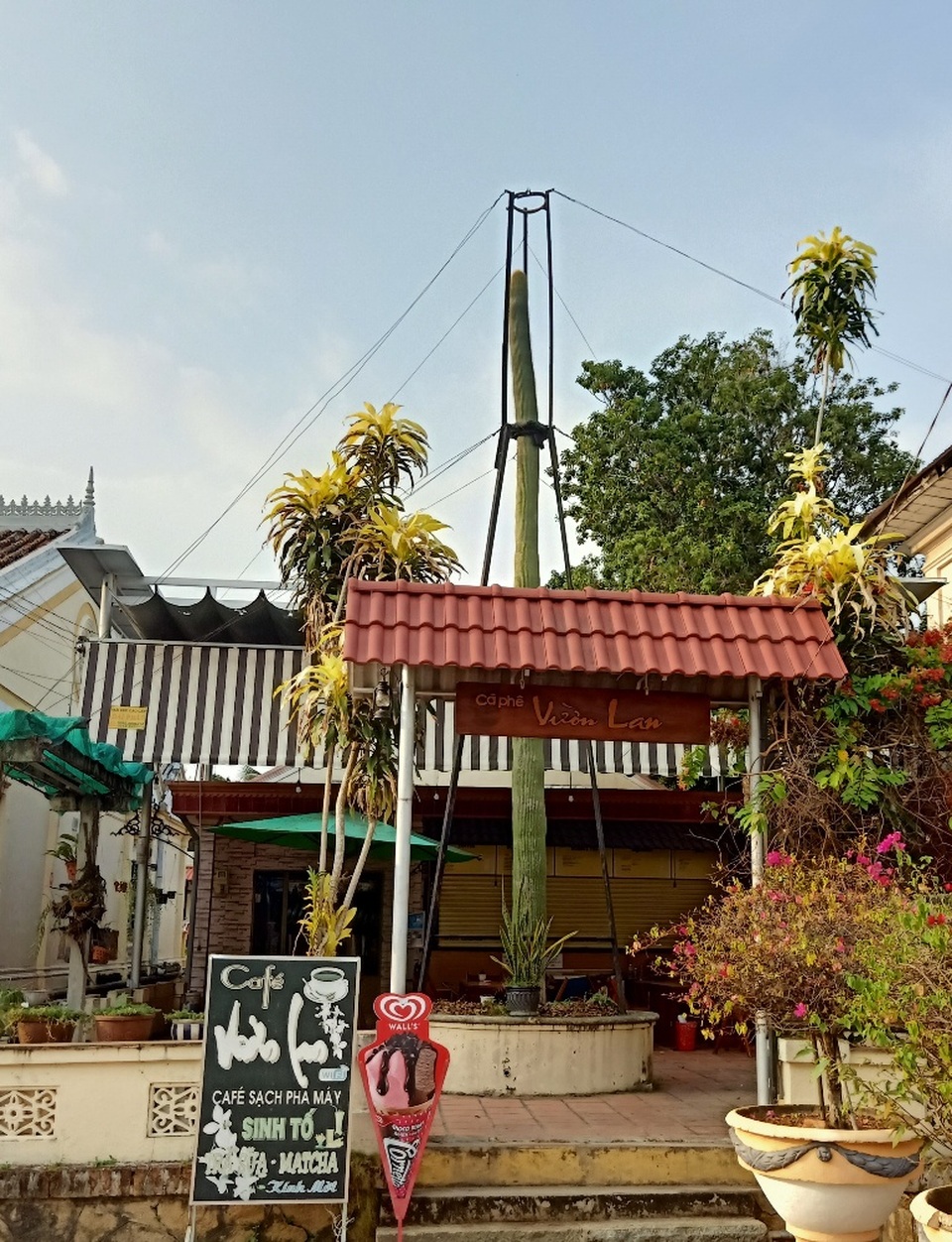 Cận cảnh cây xương rồng to như cột điện, cao hơn tòa nhà 2 tầng - 2 Cận cảnh cây xương rồng to như cột điện, cao hơn tòa nhà 2 tầng - 2