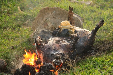 Heo chết vứt đầy đường, bốc mùi hôi thối nồng nặc