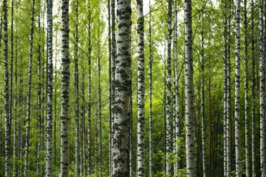 Cây bạch dương có thể cảm nhận được trọng lượng của chính mình