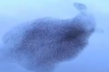 Màn múa ba-lê trên không tuyệt vời của chim sáo