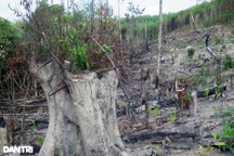 Vụ rừng bị "cạo trọc", kiểm lâm không hay: Khởi tố vụ án "hủy hoại rừng"