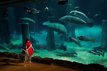 Lạc vào thế giới động vật