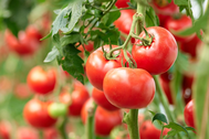 2 loại cà chua cần tránh xa