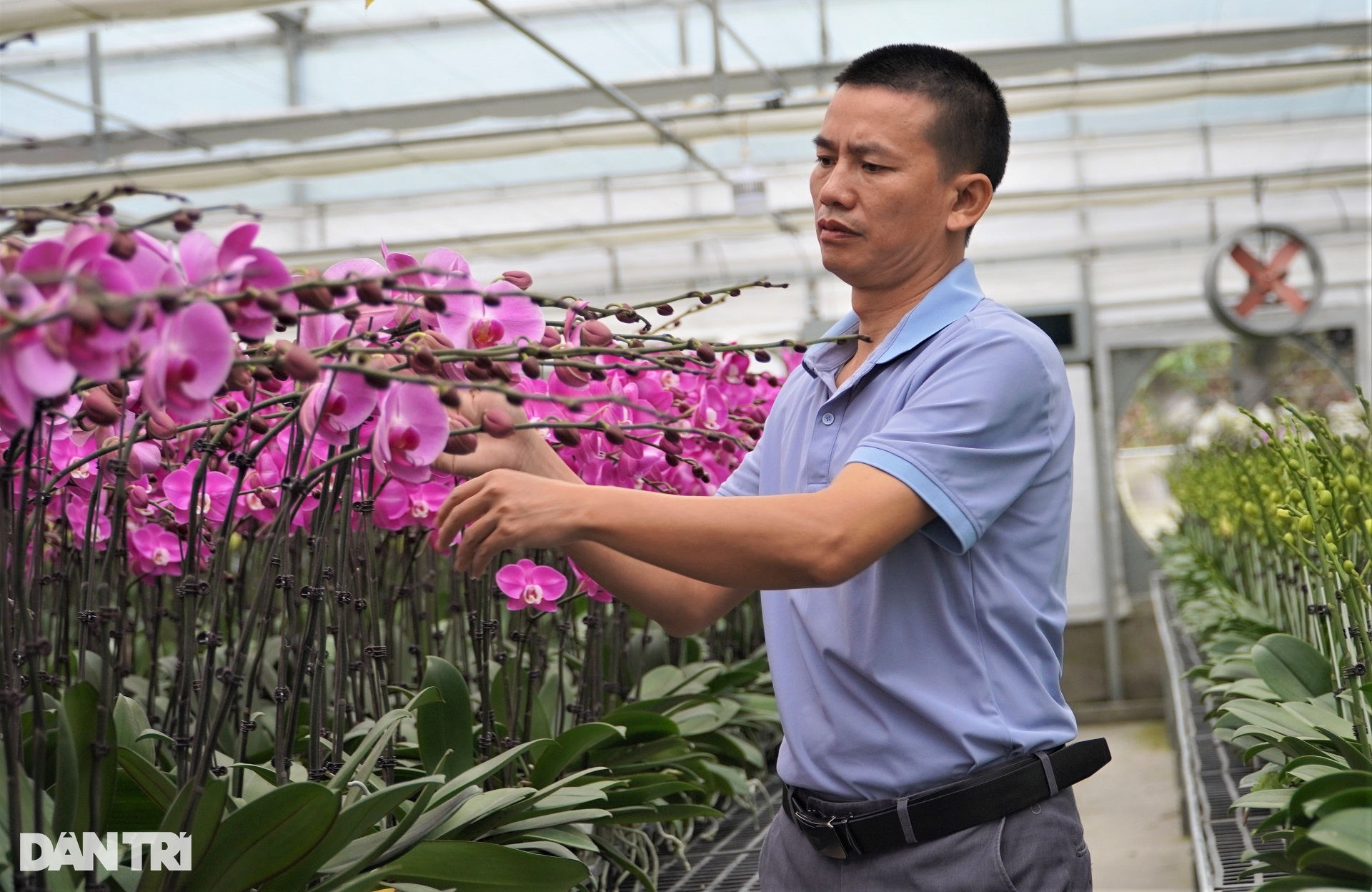 Thu 8 tỷ đồng dịp Tết sau cú liều trồng hoa cao cấp trên đất khắc nghiệt - 2 Thu 8 tỷ đồng dịp Tết sau cú liều trồng hoa cao cấp trên đất khắc nghiệt - 2