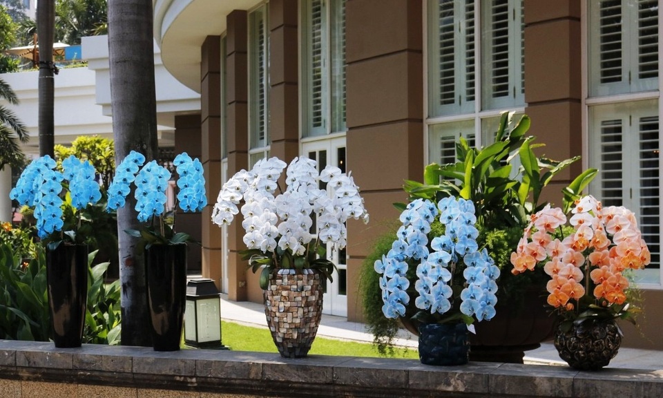 Dịp 8/3: Bỏng tay với lan hồ điệp nhuộm màu độc, 1,2 triệu đồng/cành - 3 Dịp 8/3: Bỏng tay với lan hồ điệp nhuộm màu độc, 1,2 triệu đồng/cành - 3