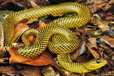 Khám phá hòn đảo nguy hiểm nhất thế giới