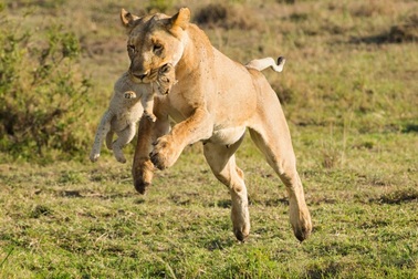 Ảnh trong tuần: Giây phút đầy cảm xúc của thế giới động vật