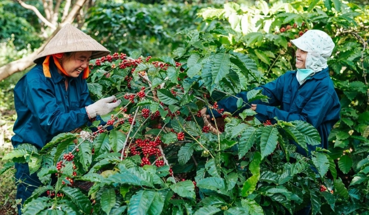 Giá cà phê tăng kỷ lục, người trồng lãi đậm - 1