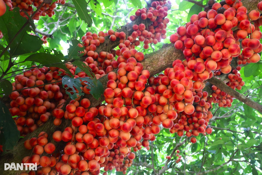 Nông dân thu lợi kép từ loại cây đặc sản quả đỏ từ gốc đến ngọn - 1 Nông dân thu lợi kép từ loại cây đặc sản quả đỏ từ gốc đến ngọn - 1