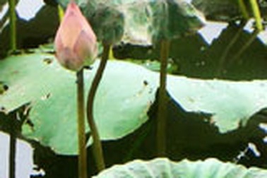 Nước ép ngó sen - Tăng cường thể lực 