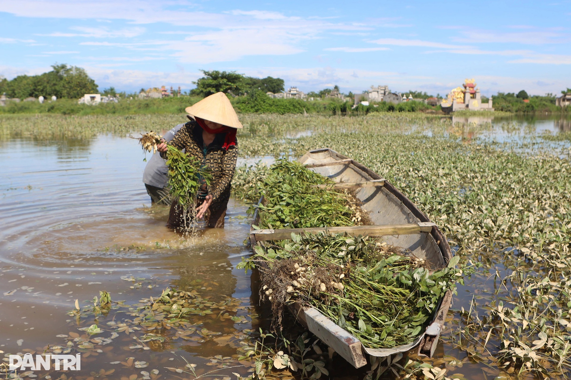 Nông dân bóp bùn, mò vét hoa màu ngập trong lũ dị thường - 2 Nông dân bóp bùn, mò vét hoa màu ngập trong lũ dị thường - 2