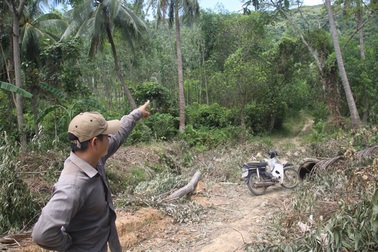 Bình Định: Chủ rừng phải “đóng phí” đường nông thôn mới để được vận chuyển keo?