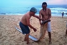 Cá “thiêng” dài hơn 4m dạt vào bờ biển Quảng Bình