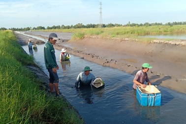 Mãn nhãn chuyện nông dân quậy bùn... bắt tôm càng xanh!
