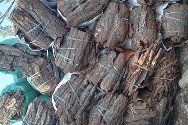 Vỏ thông “đổi đời” khi trở thành "chiến hữu" của giới trồng lan