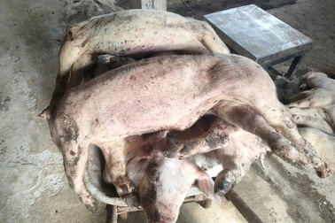 Hàng chục con heo ở Lâm Đồng bỗng lăn ra chết