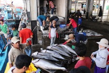 80% tàu đánh bắt cá ngừ đại dương bị thua lỗ