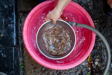 Đặc sản chả rươi "độc lạ" ở Việt Nam được báo nước ngoài khen hết lời