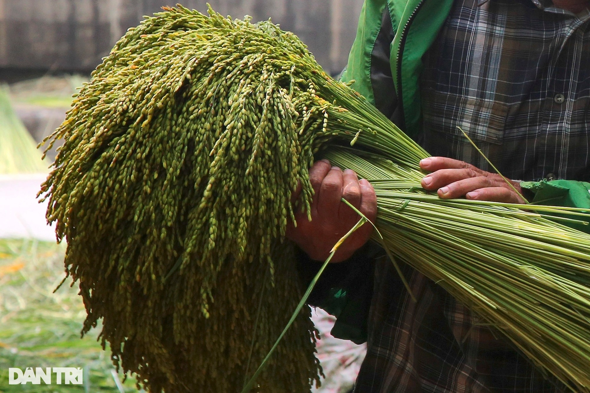 Nghề cốm Mễ Trì: Tự trồng lúa, làm khép kín từ A đến Z - 5