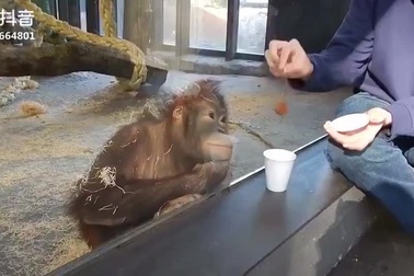 Phản ứng hài hước của đười ươi khi xem biểu diễn ảo thuật