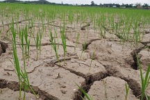 Hạn hán, xâm nhập mặn nguy cơ lan rộng đến Trung Bộ