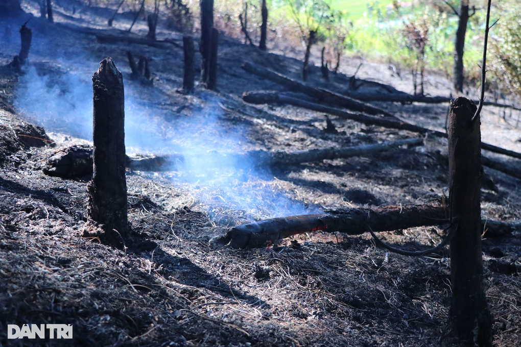 Bất ngờ nguyên nhân vụ cháy rừng ở Nghệ An - 3 Bất ngờ nguyên nhân vụ cháy rừng ở Nghệ An - 3
