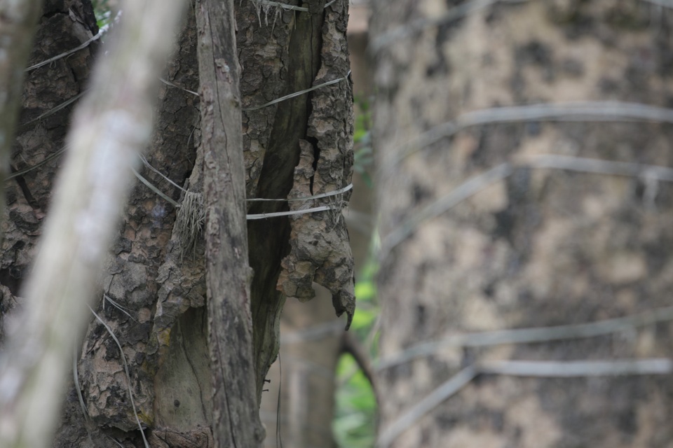 Cảnh chết mòn của hàng cây cổ thụ bị di dời để thi công metro Nhổn - Ga Hà - 9 Cảnh chết mòn của hàng cây cổ thụ bị di dời để thi công metro Nhổn - Ga Hà - 9