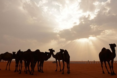 Ả rập Xê út “trục xuất” 12.000 con lạc đà và cừu của Qatar