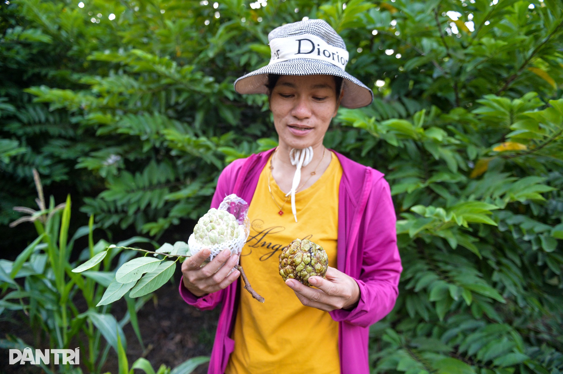 Những người phụ nữ làm kinh tế giỏi và cây na thoát nghèo - 3 Những người phụ nữ làm kinh tế giỏi và cây na thoát nghèo - 3