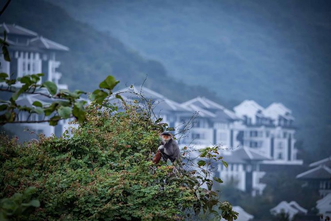 Du lịch Đà Nẵng thăng hoa ngoạn mục trên trường quốc tế, và đây là “bí kíp” - Ảnh 2. Du lịch Đà Nẵng thăng hoa ngoạn mục trên trường quốc tế, và đây là “bí kíp” - Ảnh 2.