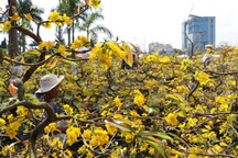 Chợ hoa 30 Tết: Hoa nở rộ mà lòng người bán hoa thì héo