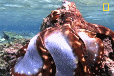 Chiêm ngưỡng khả năng thay đổi màu sắc tài tình của bạch tuộc