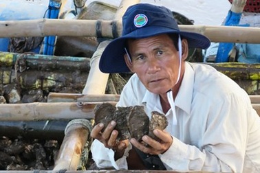 Nuôi hàu nơi chót mũi Cà Mau