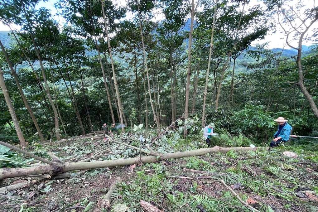 Khởi tố nam thanh niên cắt cây xanh gây chết người - 2