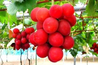 Chùm nho “cao thủ” giá 118 triệu đồng được trồng như thế nào?