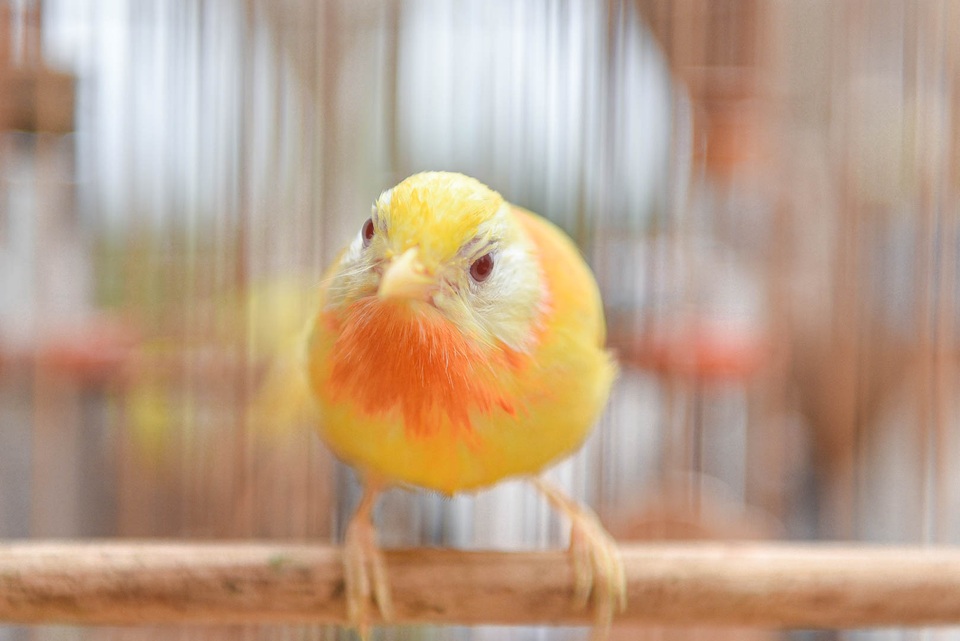 Tay cầm tiền tỷ, đại gia cũng không mua nổi chim ngũ sắc độc nhất Việt Nam - 5