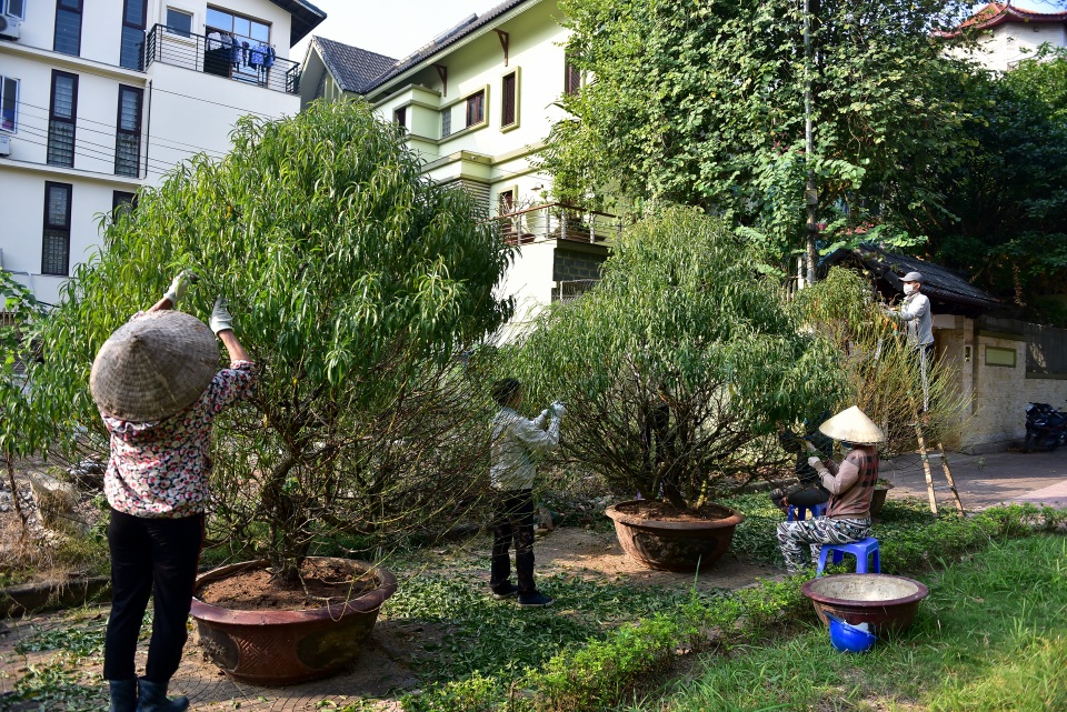 Chi tiền triệu thuê nhân công tuốt lá đào đón Tết Canh Tý - 8 Chi tiền triệu thuê nhân công tuốt lá đào đón Tết Canh Tý - 8