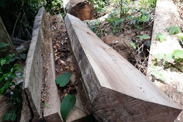 Lâm tặc cầm mã tấu dọa giết kiểm lâm?