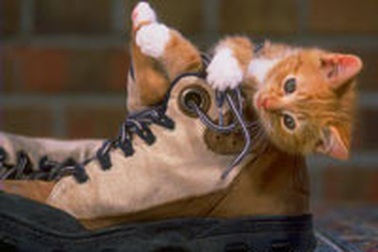 Mèo chết hôm thi, thí sinh sẽ được cộng điểm