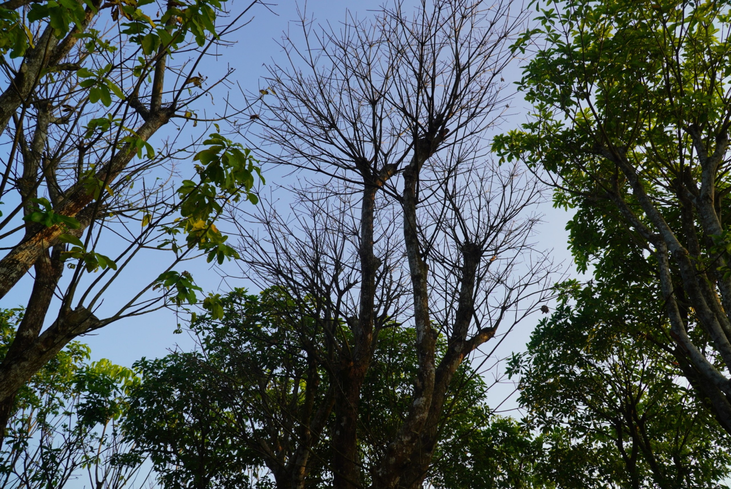 Vườn cây cảnh tiền tỷ ở Đồng Tháp bị đầu độc bằng thuốc diệt cỏ - 2