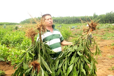 Vụ cán bộ xã nhổ “nhầm” keo của dân: Dân không chấp nhận đền bù!