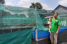 An Giang: Nuôi cá lóc trên cạn, vừa bế cháu mà vẫn kiếm 150 triệu đồng